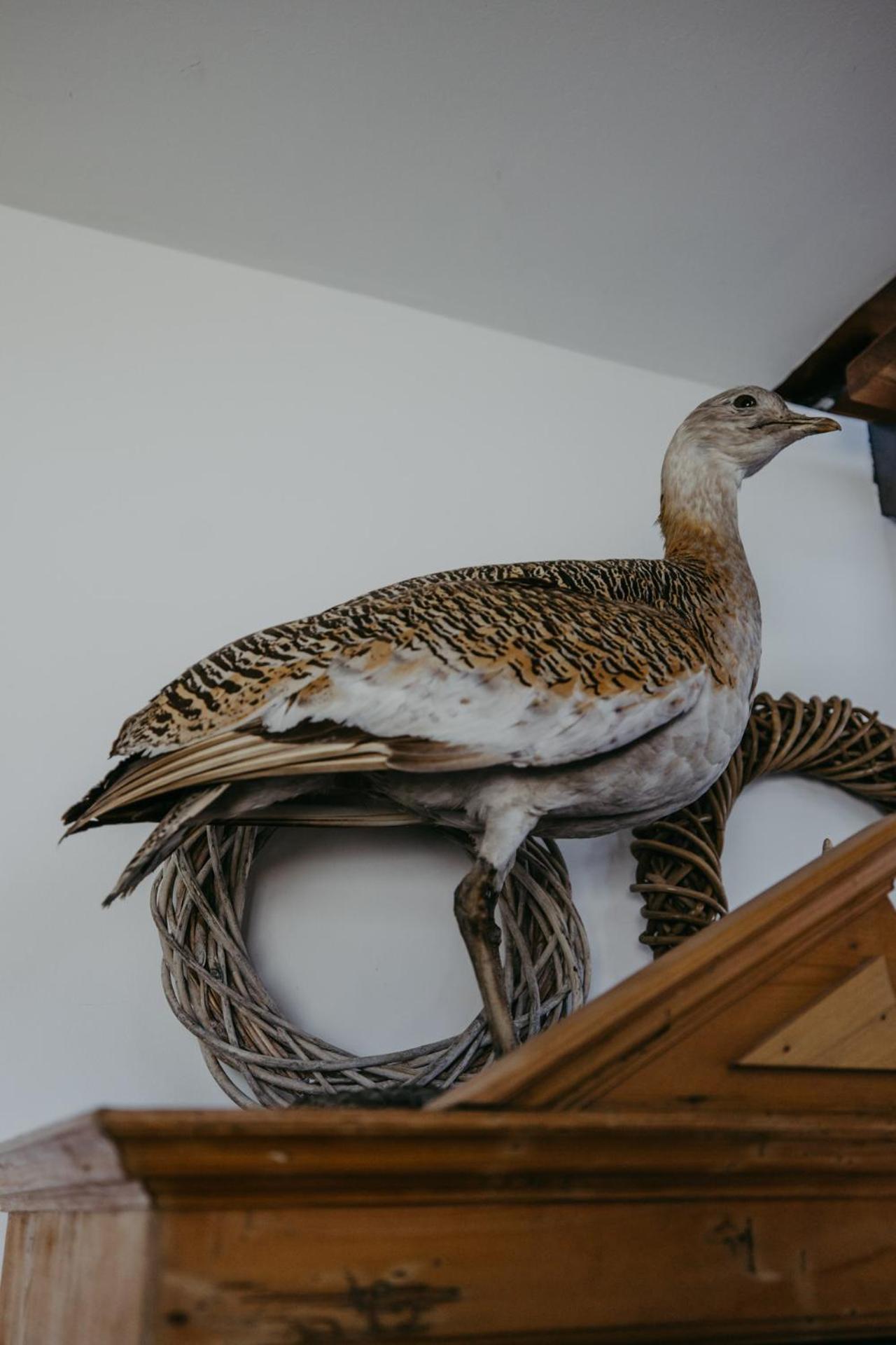 Ferienhaus Wallern Im Burgenland Zewnętrze zdjęcie